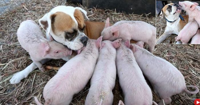 Bezpańska suczka przygarnęła 8 małych świnek. To, co zrobiła potem jest jeszcze bardziej zaskakujące (FOTO)