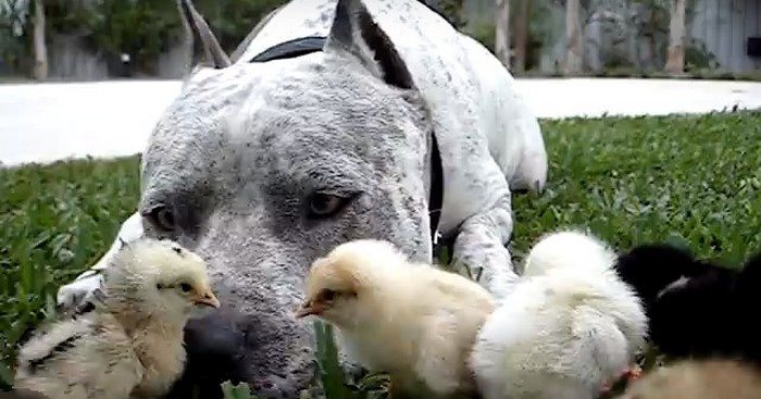 Pitbull opiekujący się kilkudniowymi pisklętami. Jest fantastyczny (VIDEO)