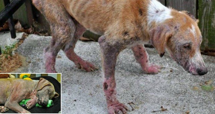 Ten piesek został przygarnięty prosto z ulicy. Pierwsza rzecz, którą zrobił po wejściu do domu łapie za serce (FOTO)