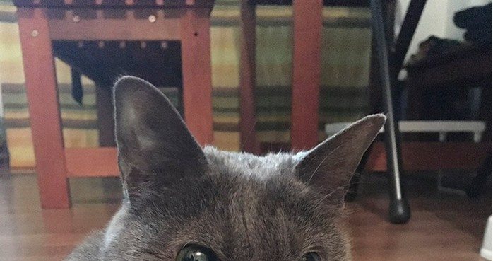 Kot, którego nikt nie chciał adoptować. Powodem była jego mina.. (FOTO)