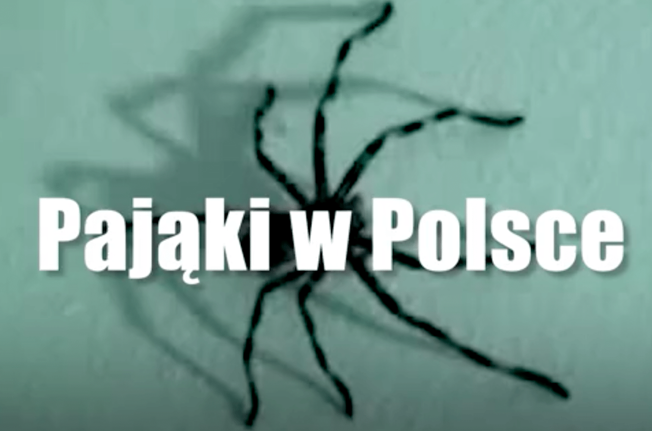 Ludzie kochają je lub nienawidzą. Oto najciekawsze pająki, jakie żyją w Polsce!