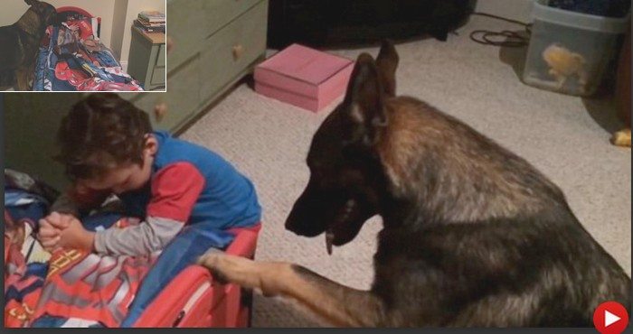 Owczarek niemiecki układa dziecko do snu. Jest wspaniały. Tylko na to spójrz (VIDEO)