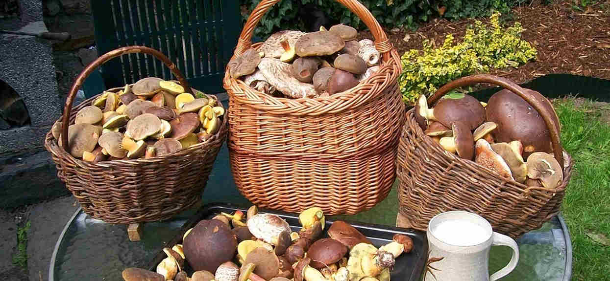Kolejne województwo zasypane grzybami. Pan Michał zdradził 2 miejsca, gdzie grzyby są nawet podczas suszy