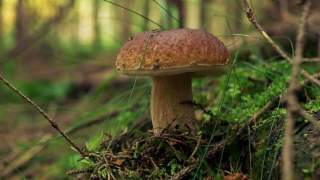 Podczas zbierania próbujesz, czy grzyb jest gorzki? Fatalny błąd, może doprowadzić do dramatycznych skutków