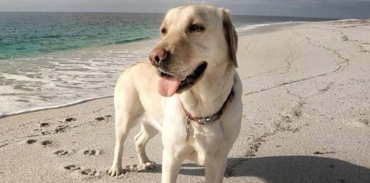 Wzięli labradora na plażę i włączyli kamerę. Niebywałe, co pies zaczął robić, nagranie zapiera dech