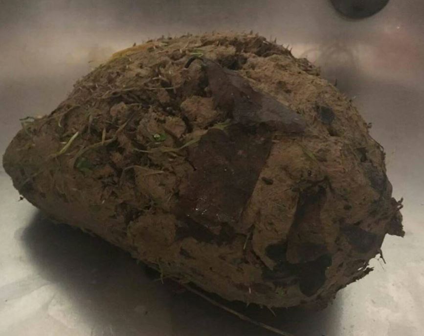 Usłyszeli dziwny dźwięk dobiegający ze zbitej kuli błota. Gdy ją rozkruszyli, zamarli