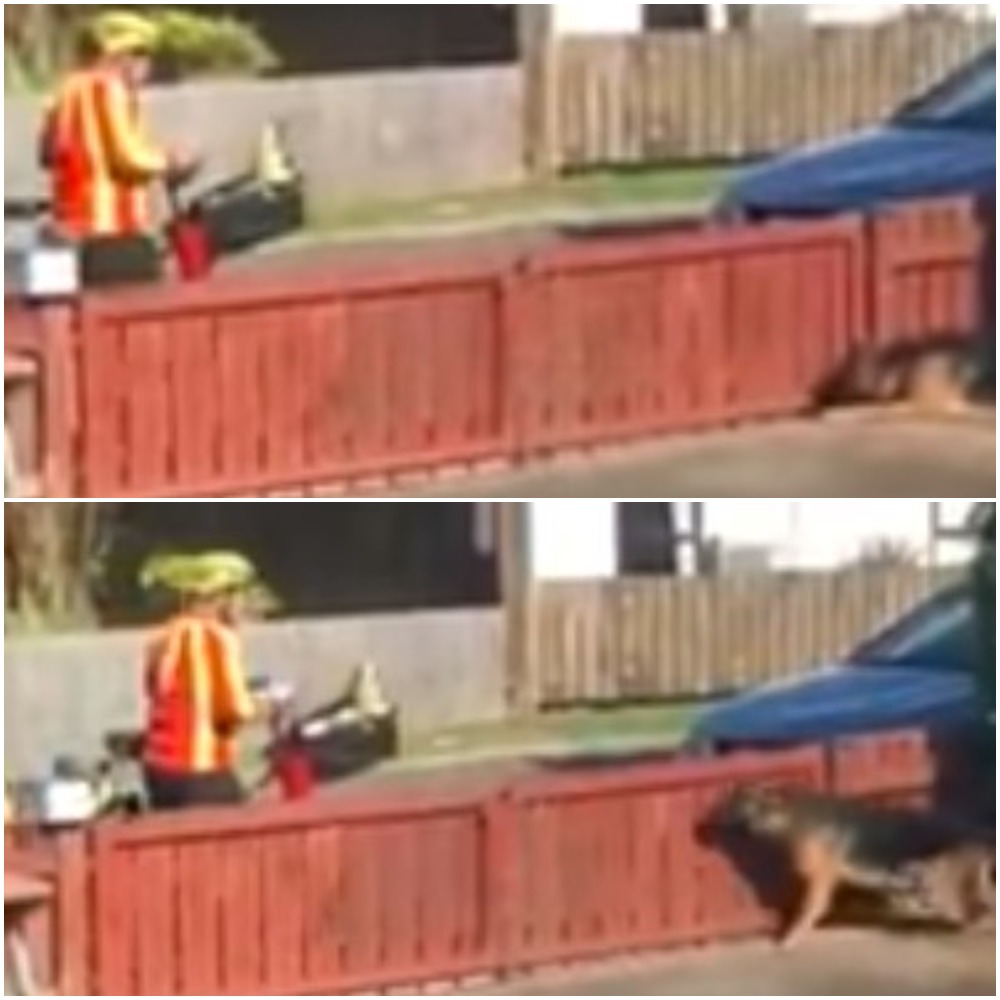 Listonosz podszedł do ogrodzenia, za którym czaił się owczarek niemiecki. Powalające sceny, kamera uchwyciła moment spotkania