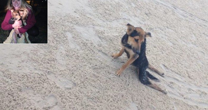 Znalazła go na plaży ciągnącego za sobą tylne łapki. Nie mogła go tam zostawić, więc ... (FOTO)