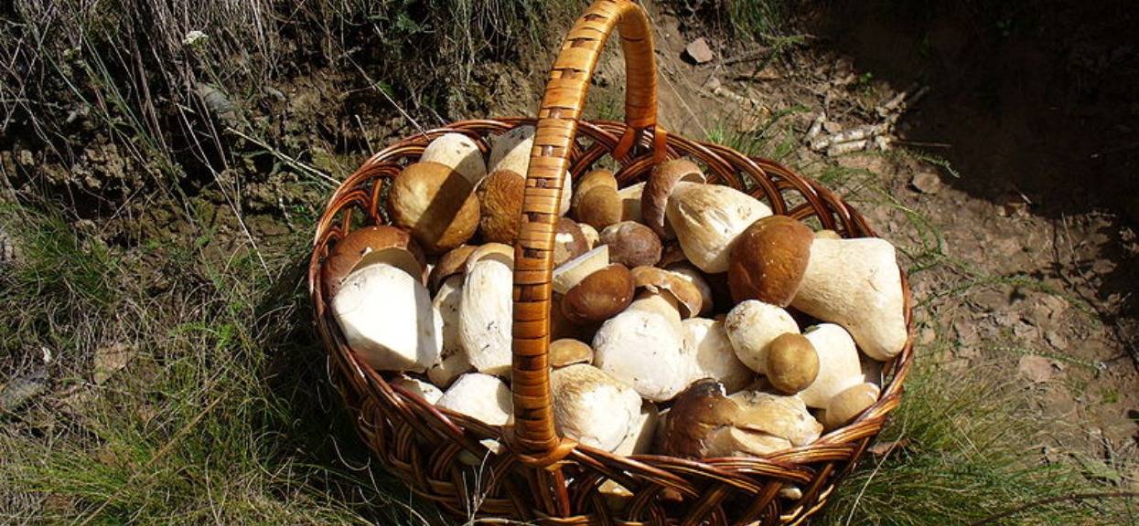 Wysyp grzybów powalających swoją wielkością. Specjalista zdradził, gdzie konkretnie jest ich najwięcej, lepiej się pospieszyć