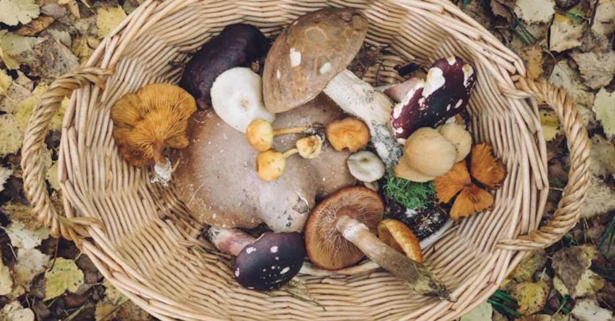 Grzyby tak wielkie, że nie wiedzieli, jak do nich podejść. Rozpętało się istne szaleństwo, najlepsi grzybiarze zdradzają swój sekret
