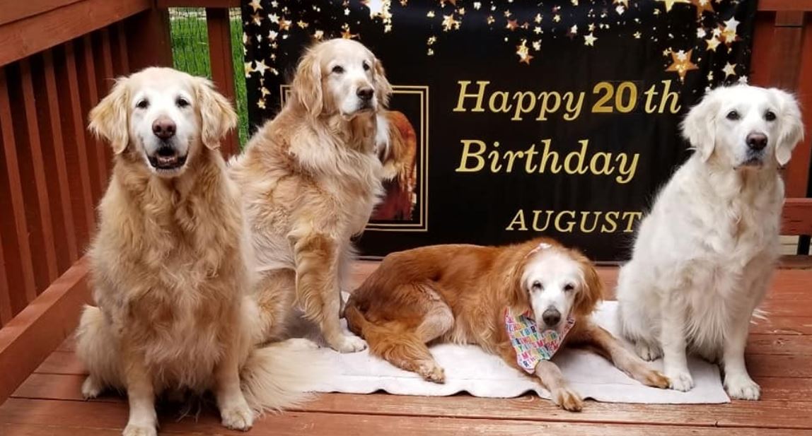 Augie jest najstarszym golden retrieverem świata. Właśnie skończył 20 lat