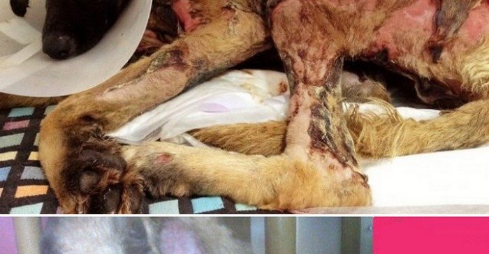 Tego bezdomnego pieska oblano benzyną i podpalono. Piesek na szczęście przeżył i od tego czasu bardzo się zmienił (FOTO)