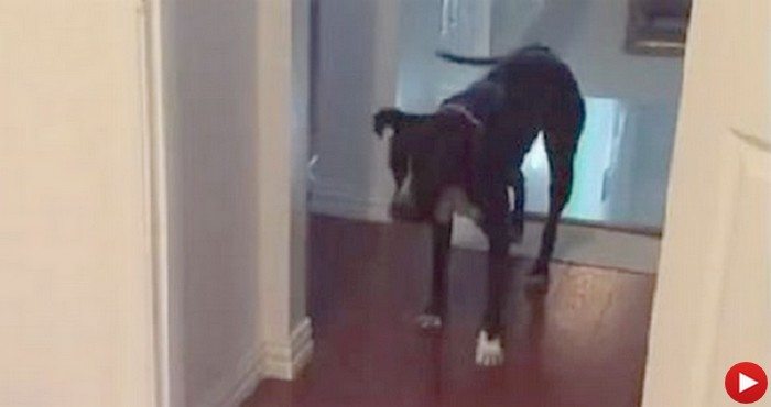 Pies o dość nietypowym lęku. Właściciele nie wiedzą skąd się wziął. Piesek boi się... (VIDEO)