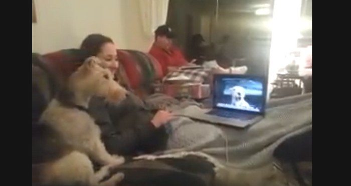 Dwa rozdzielone psy rozmawiają przez Skype. Padniesz ze śmiechu (VIDEO)
