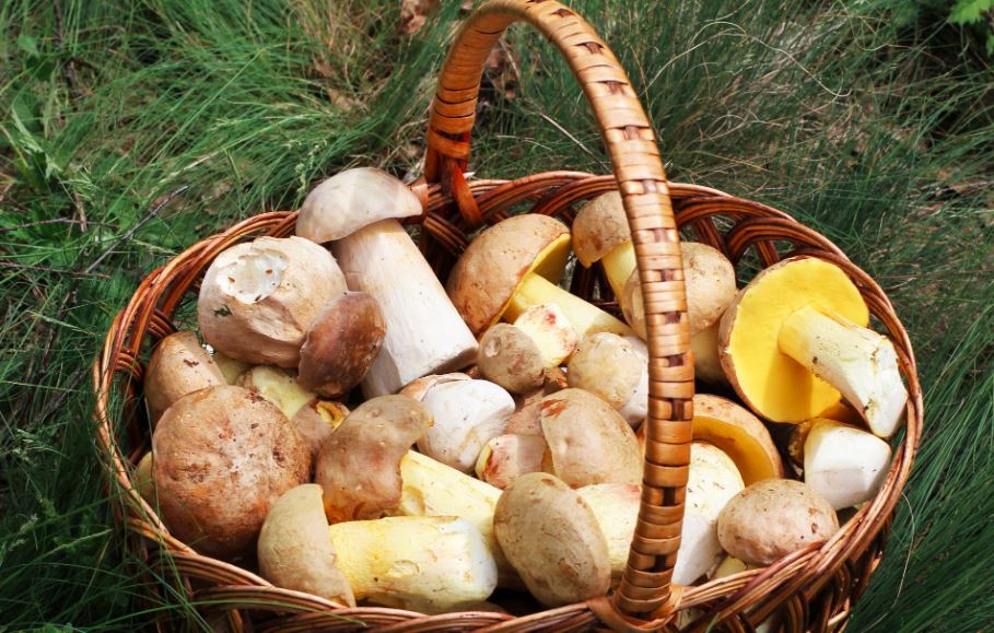 Zbierali grzyby, ale nie w lesie ani na polanie. Wybór miejsca odbiera mowę, mało kto by się odważył