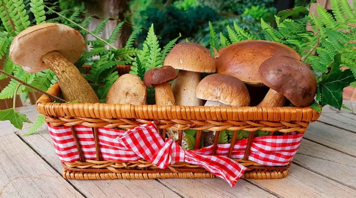 Myjesz grzyby przed gotowaniem lub suszeniem? Konsekwencje mogą być fatalne, dla własnego dobra lepiej wiedzieć