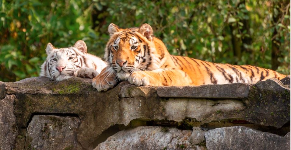 Całą rodziną poszli do zoo. Chwilę potem na ich oczach rozegrał się dramat, jedna osoba nie żyje