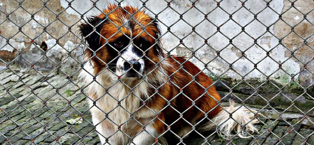 Koniec dramatu zwierząt. Ponad tysiąc psów z opuszczonego schroniska trafi do adopcji