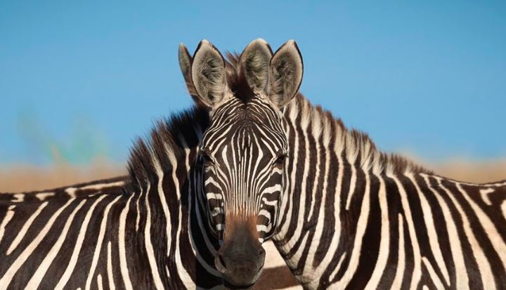 Pozornie zwykłe zdjęcie podzieliło internautów. Która zebra patrzy w obiektyw, ta z prawej czy z lewej strony?