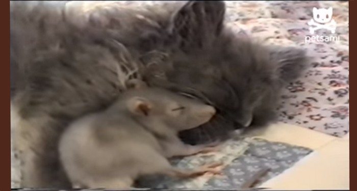 Niesamowita więź kota i szczurka. Tylko na nich spójrz! (VIDEO)