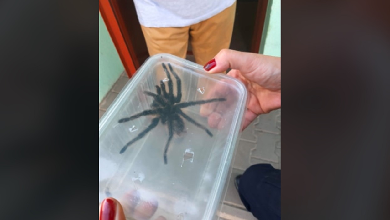 Gigantyczny pająk nagle pojawił się w mieszkaniu. Mieszkańcy natychmiast wezwali pomoc