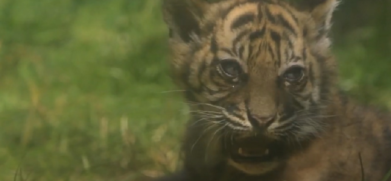 ZOO Wrocław ogłosiło konkurs na imię dla nowonarodzonego tygryska. Macie propozycję?