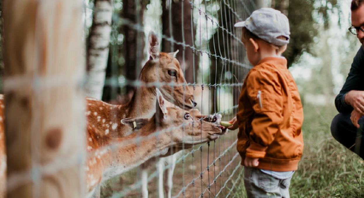 Piotr poszedł do zoo. Nie mógł uwierzyć, gdy zobaczył, co dzieje się w środku, zrobił zdjęcie i wyszedł