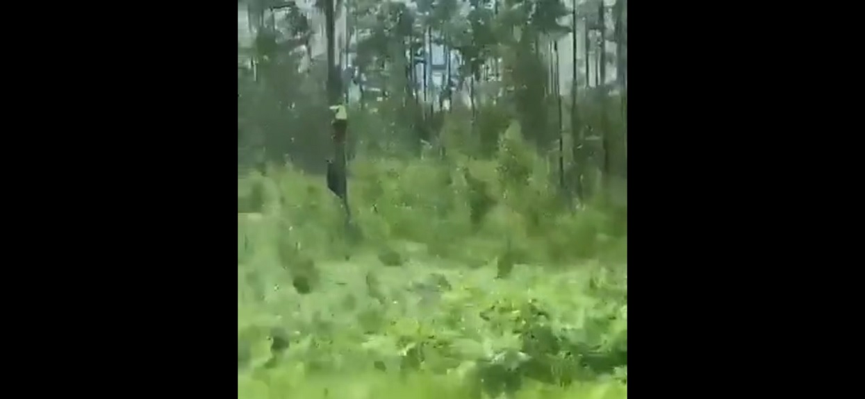 Jechał samochodem, niechcący nagrał w lesie niewyobrażalną scenę. Wideo obejrzały już miliony internautów