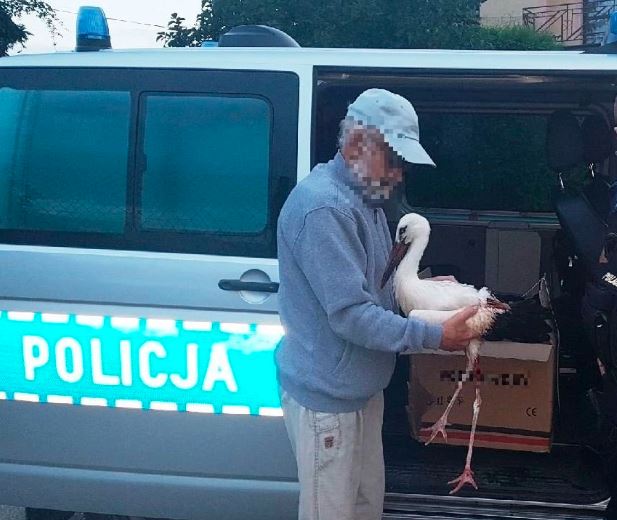Brawa, policjanci uratowali bociana ze złamanym skrzydłem. Teraz dochodzi do siebie w ptasim azylu