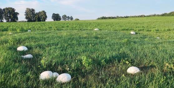 Na łące zauważyli dziwne, ogromne twory. Gdy podeszli bliżej, zamarli, natychmiast zrobili zdjęcia