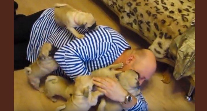 Najsłodsze powitanie na świecie. Spójrz na ten atak szczeniaczków! (VIDEO)