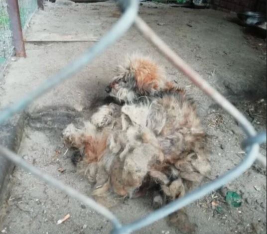 Wolontariusze cudem uratowali konającego psa. Właściciele powinni być surowo karani za takie zaniedbania?