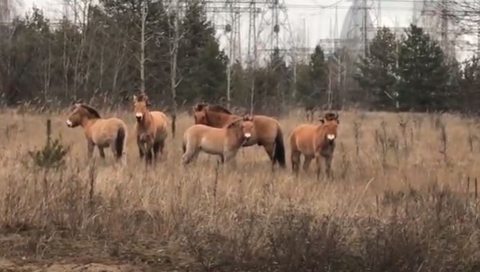 Wymarły gatunek konia odrodził się po katastrofie w Czarnobylu