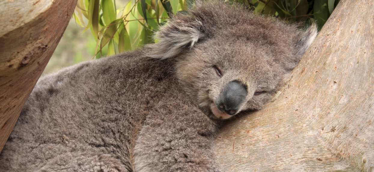 Koala już zasypia i żegna się ze wszystkimi życząc dobranoc