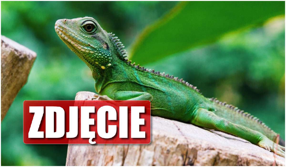 Co się dzieje?! Z nieba zaczęły spadać... iguany
