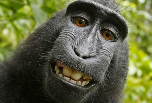 Fotograf pozwany. Ma oddać małpie pieniądze za jej selfie