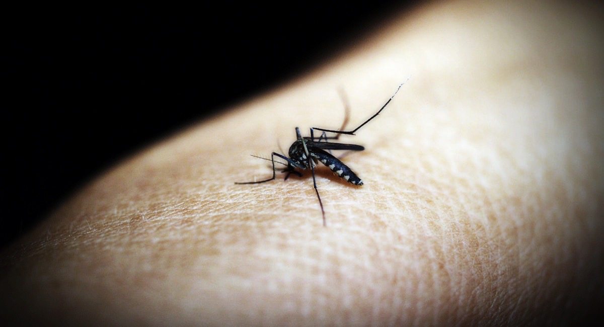 Władze Świnoujścia podnoszą alarm. Malaria w mieście, są już pierwsze zgony