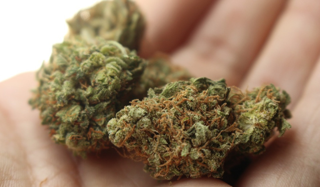 Pilecki: Dlaczego marihuana jest wciąż nielegalna?