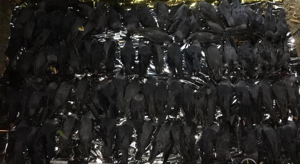 Co się dzieje? Setki martwych ptaków spada z nieba w Warszawie