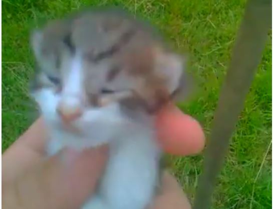 Z lubością zabił malutkiego kotka. Internauci linczują zwyrodnialca (video)