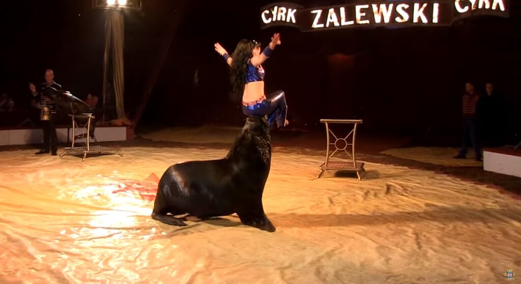 Zwierzęta w cyrku? Circus 1903 wymyślili coś co nawet obrońcy zwierząt pochwalą