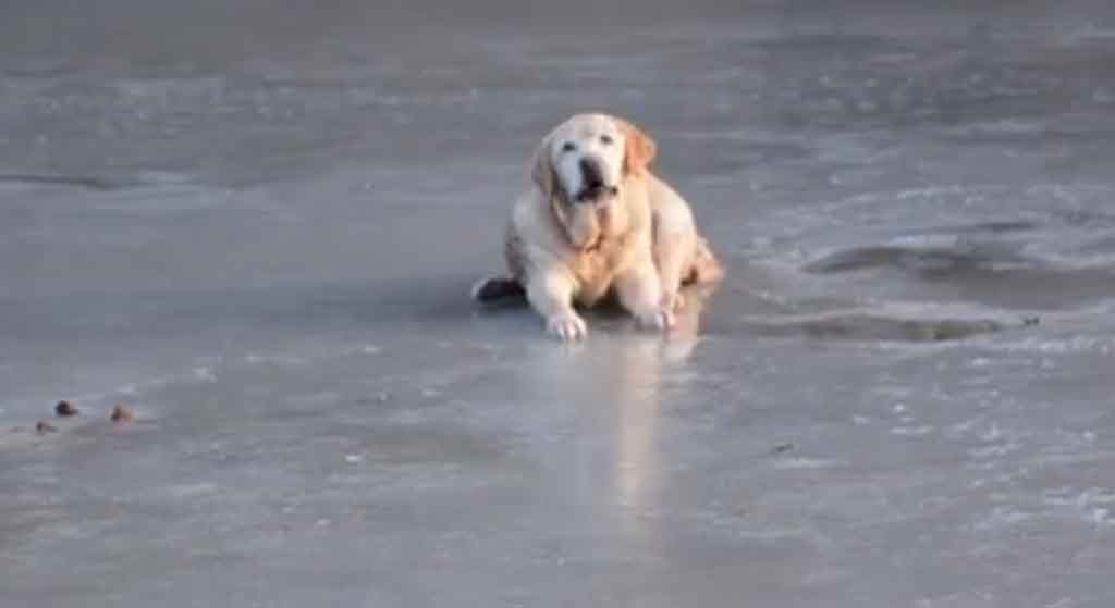 Labrador utknął na zamarzniętym jeziorze. Film z akcji ratunkowej rozrywa serce