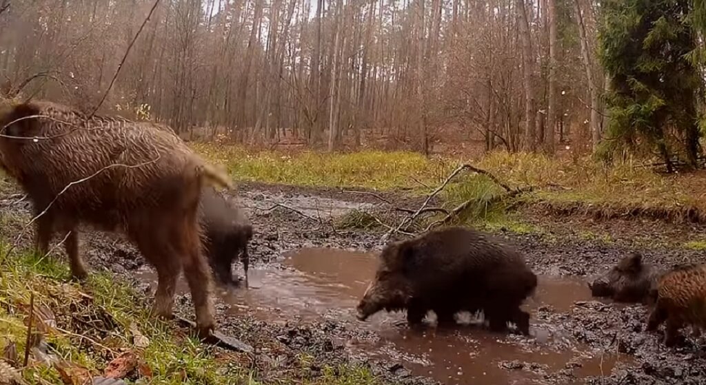 Obalamy 4 największe kłamstwa ws. zabijania dzików. Wielu Polaków w to uwierzyło