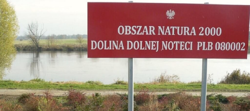 W Puszczy Noteckiej znikają całe połacie lasu. Co tam się dzieje?