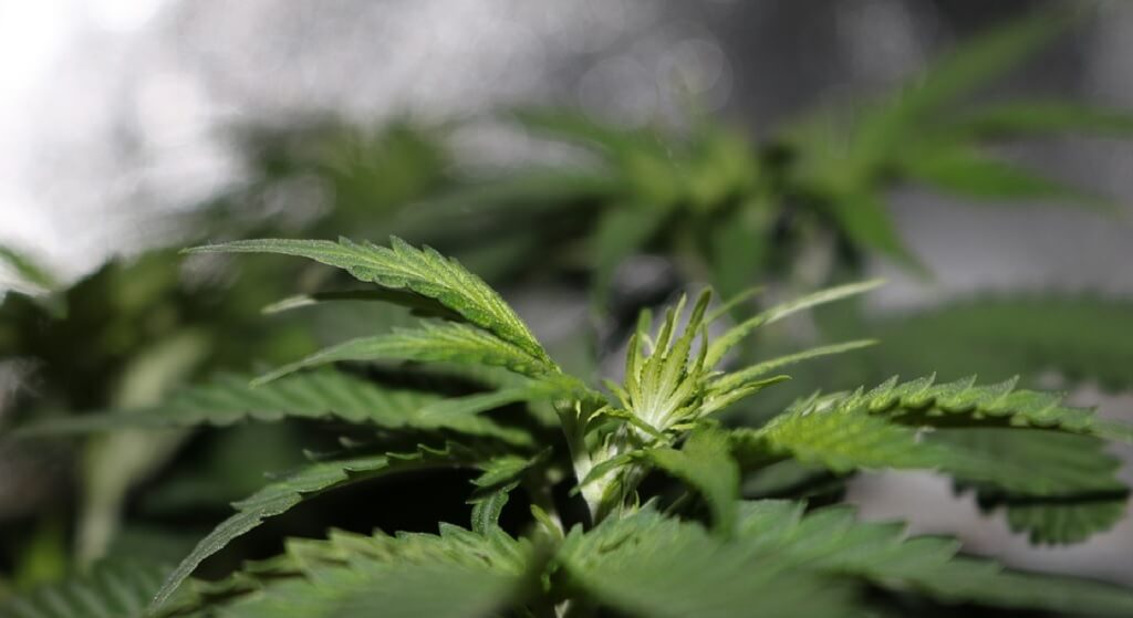 Marihuana już legalna, ale nieosiągalna. Całe zapasy wykupione