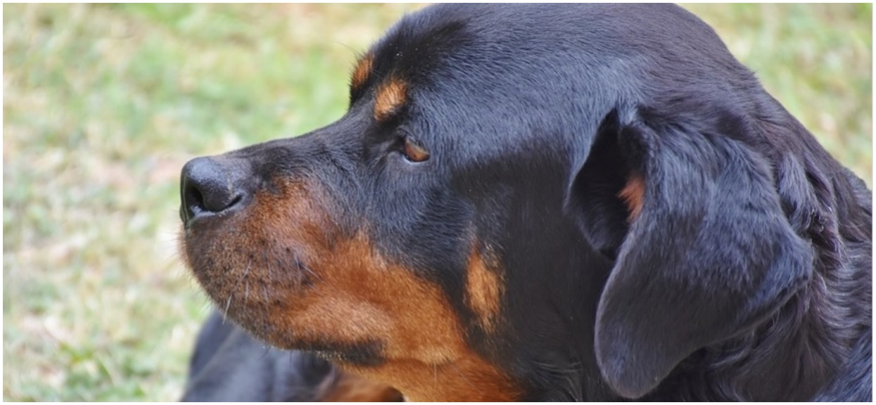 Potężny rottweiler wystraszył się panicznie. Powód ścina z nóg