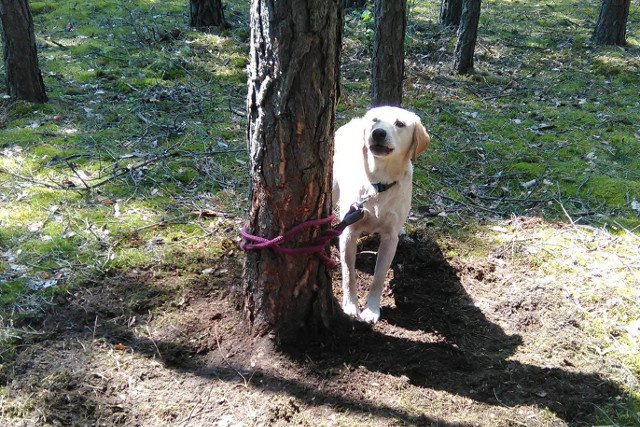 Internet szuka kmiota, który skazał psa w lesie na śmierć w męczarniach. Poznajecie labradora?