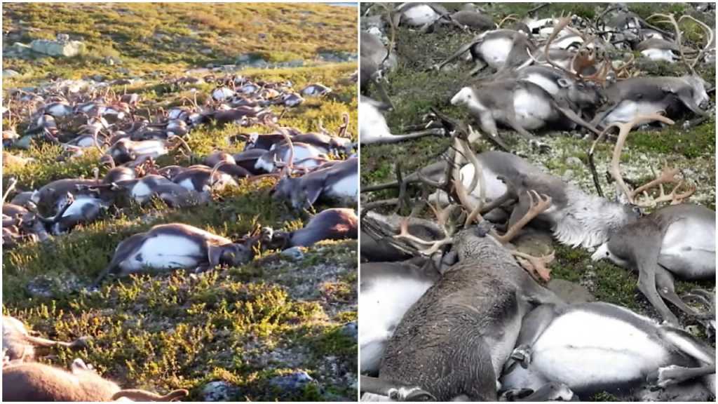 Cmentarzysko reniferów na norweskim płaskowyżu. Setki zwierząt zabić miała burza (video)