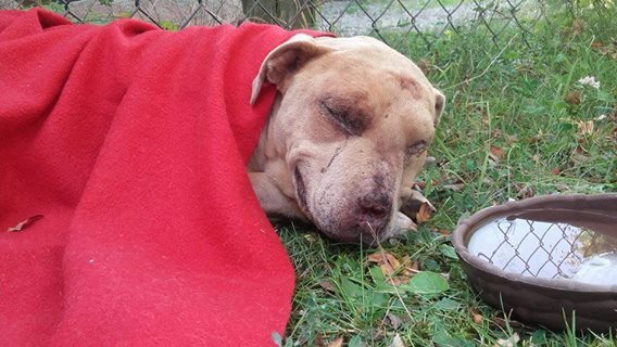 Znajdźmy tych zwyrodnialców i ratujmy zwierzaka! Odcięli nos suczce pitbulla, fundacja błaga o pomoc