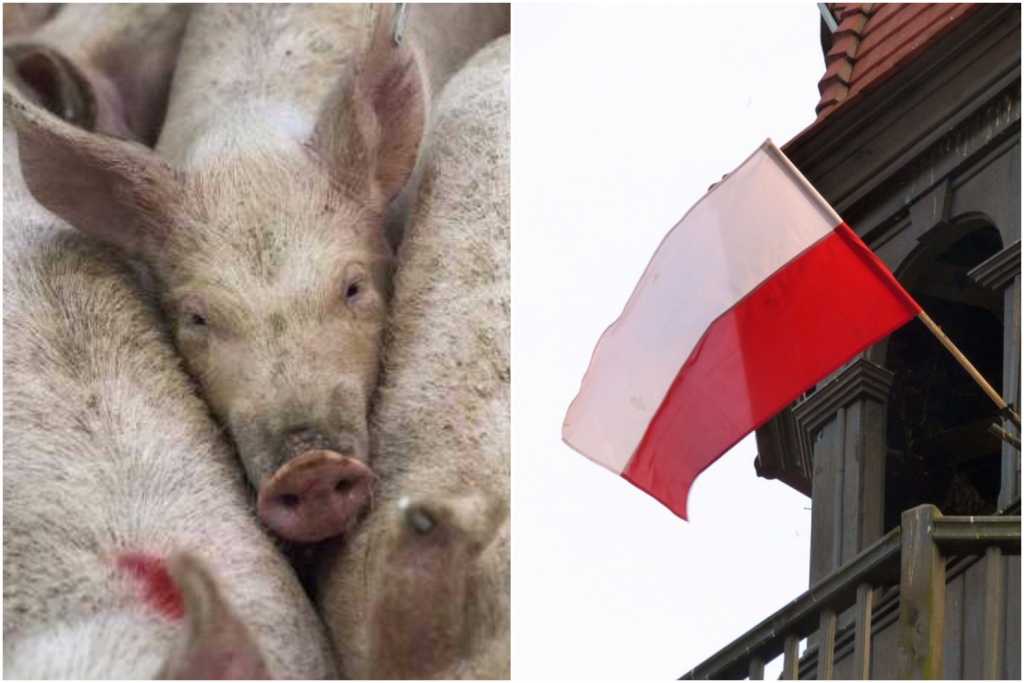 To nie żart. Świnie zagrożone Afrykańskim Pomorem pójdą na konserwy. Zjeść je mają Polacy
